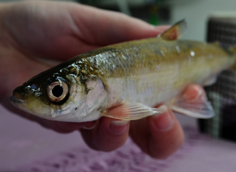 A biologist holds a male bloater fish