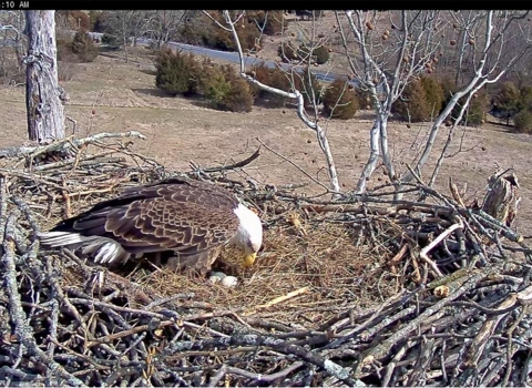 Eagle with three eggs in nest