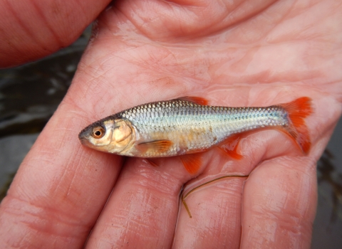 Topeka shiner minnow in a researcher's hand