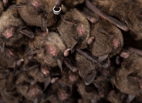 cluster of bats