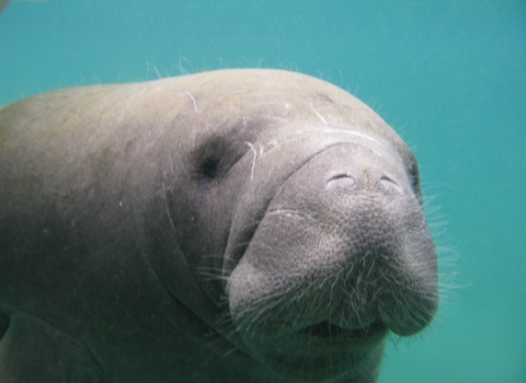 Close up of manatee