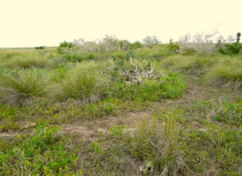 Laguna Atascosa National Wildlife Refuge