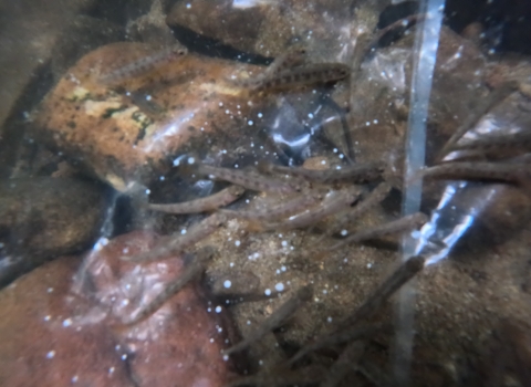 Southern Appalachian Brook Trout fingerlings are in a clear plastic bag placed on the stream bottom.