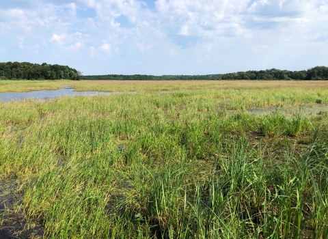 wild rice in a wetland with blue sky and white clouds