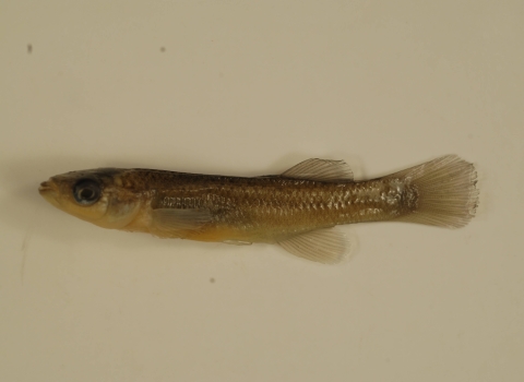 a photo or a small fish