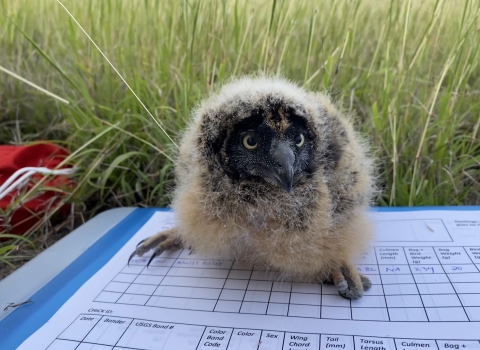 Fluffy owl nestling rests on top of some data research papers with grass behind.