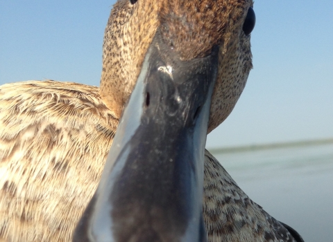 closeup of a northern pintail