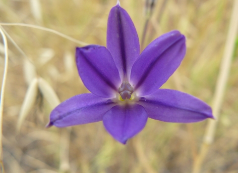 Close up of the brodiaea filifolia plant with purple leaves