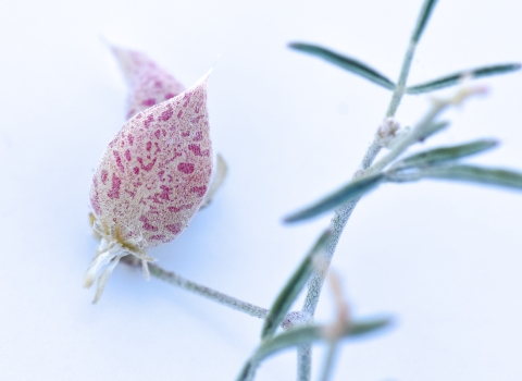 Pinkish-purple speckles cover a seed pod growing off the green stem of a Fish Slough milkvetch plant.