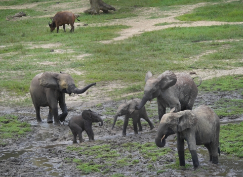 A small group of African forest elephants, including two calves, stand on a grassy field with mud patches. There is a warthog in the distance.
