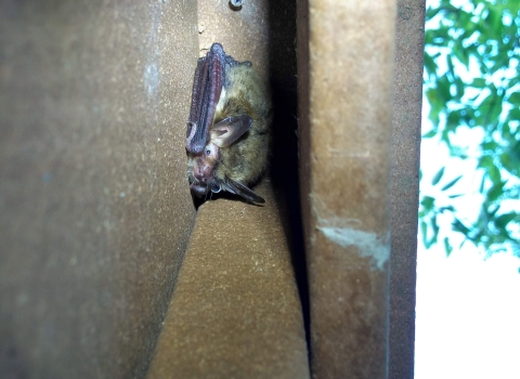 Northern long-eared bat roosting 