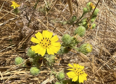 Small yellow flowers resembling sunflowers and green buds among dry grass vegetation.