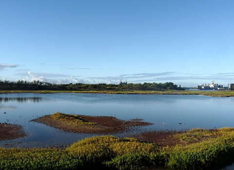 A landscape shot of Pearl Harbor National Wildlife Refuge