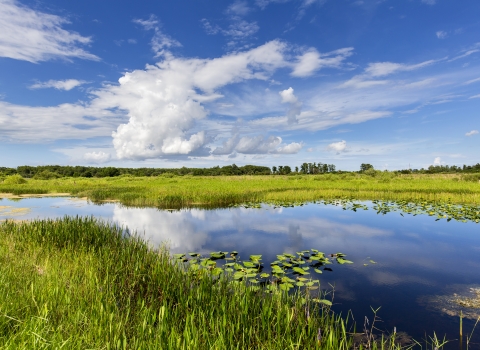 A scenic photo of a swamp in the Arthur R. Marshall Loxahatchee National Wildlife Refuge on a clear day.