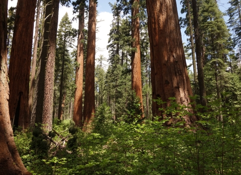 A forest and large trees