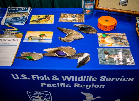 A duck wing identification program as part of an outreach event