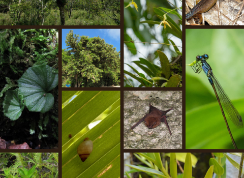A collage of Mariana Island species proposed for critical habitat