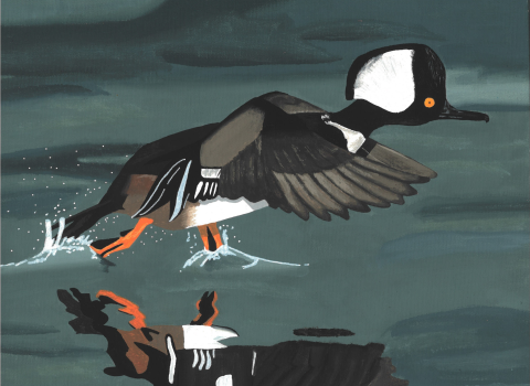 Hooded Merganser taking off from the water with its feet splashing the water’s surface. A reflection of the Merganser appears below against the deep green of the water. 