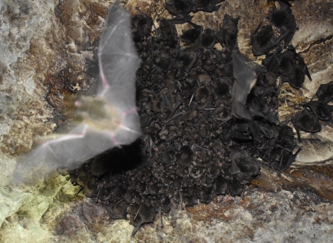 A cluster of Indiana bats gathers on a cave ceiling. One bat is taking flight