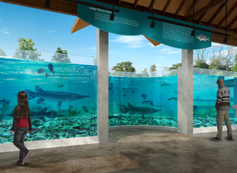 Renovation mock-up shows an example of the large, updated aquariums being built at the Texas Freshwater Fisheries Center.