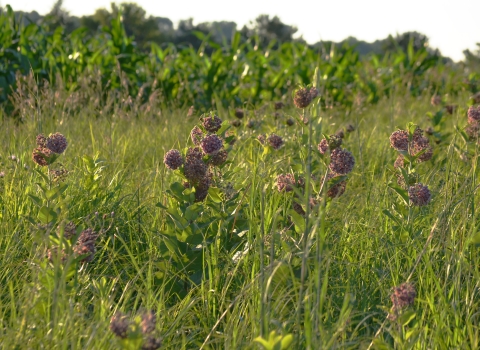 Blooming pink flowers in front of a corn field with the sun setting. 