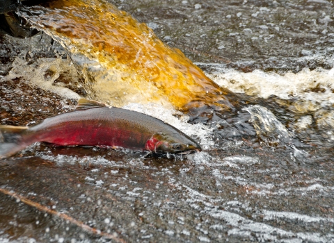A mature coho salmon returns upriver to spawn