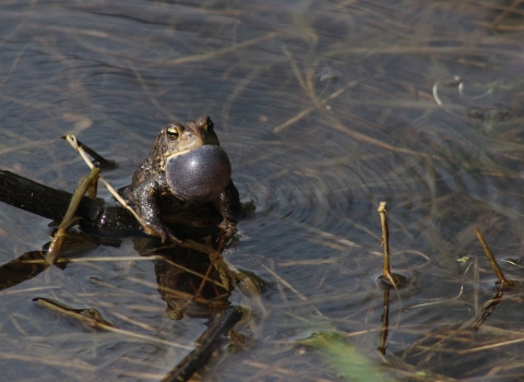 A close up of a male American toad in a wetland calling for a mate by pushing air into his vocal sac.