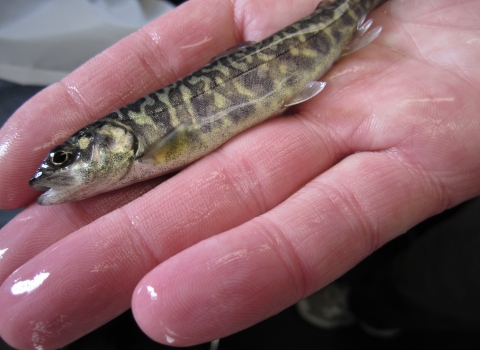 A juvenile lake trout lays in a hand.