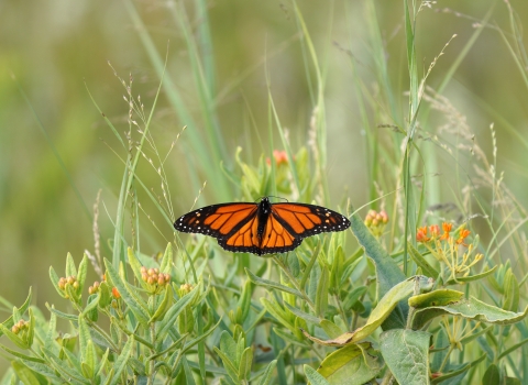 A monarch butterfly perched on butterfly milkweed