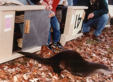 Biologist and small child open an otter crate to release a river otter