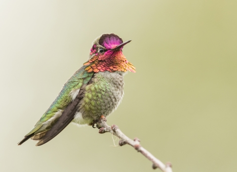 Anna's hummingbird perched in a tree