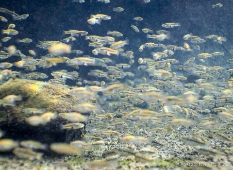A school of hundreds of Pecos gambusia, some in fox and some not, in clear waters, just above the bottom of the water body.