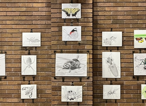 Display of insect illustrations on a brick wall