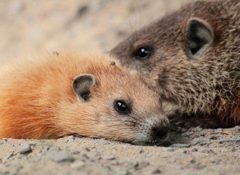 Close up of a groundhog pup laying in the rocky sandy dirt close to its mom 