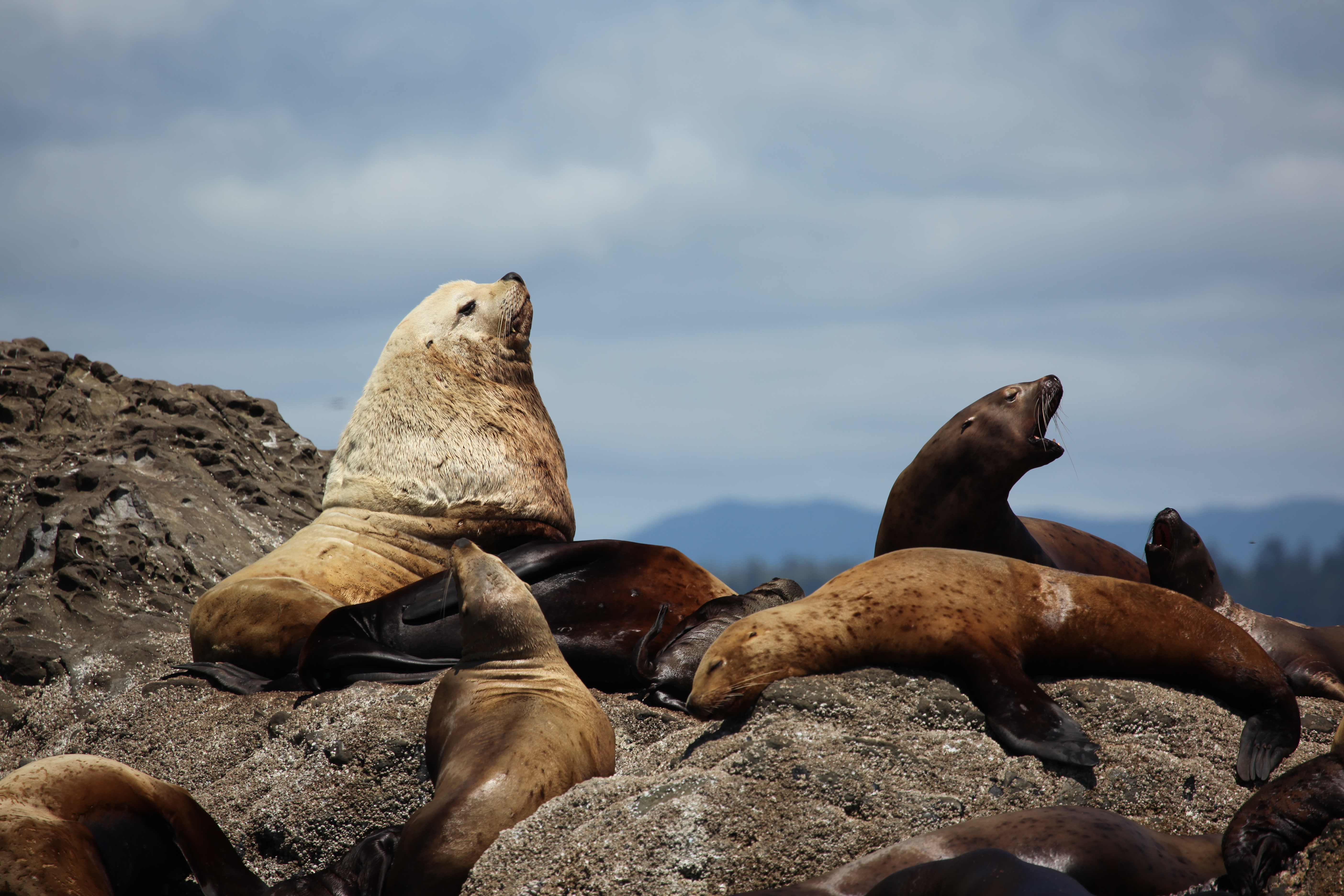 Marine Mammals | FWS.gov