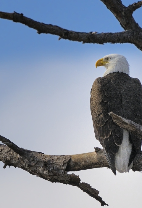 Elizabeth Hartwell Mason Neck National Wildlife Refuge | About Us | U.S ...