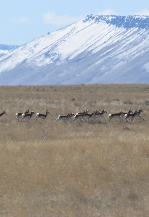 Minidoka National Wildlife Refuge | U.S. Fish & Wildlife Service