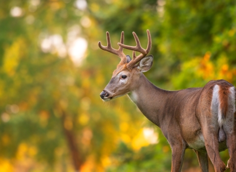 Adult white-tailed buck with velvet-covered antlers and green foliage in the background