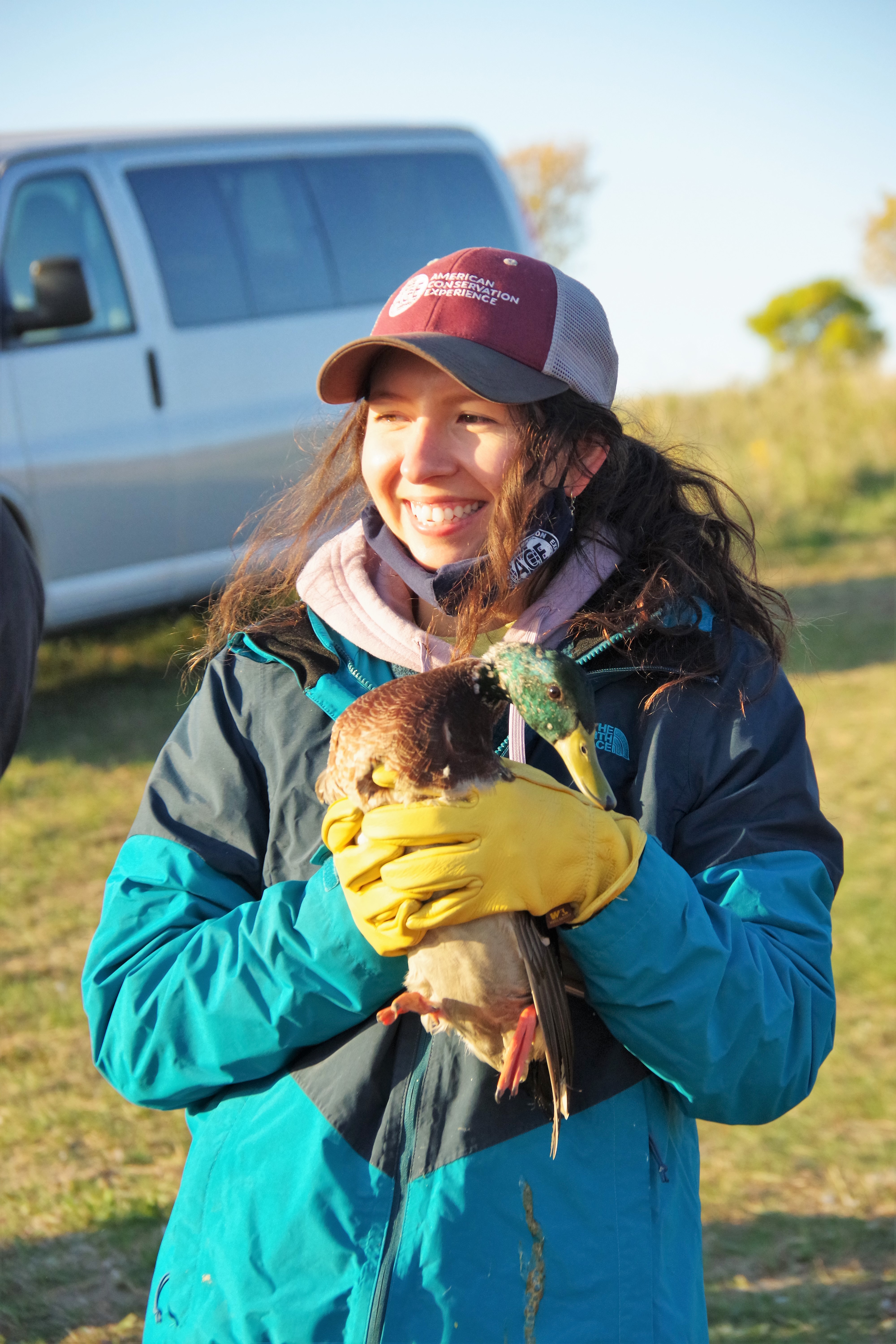 J Clark Salyer NWR ACE Intern with captured Mallard Drake.JPG | FWS.gov