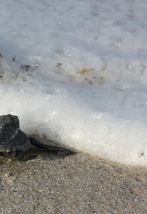 Archie Carr National Wildlife Refuge | Visit Us - Activities | U.S ...