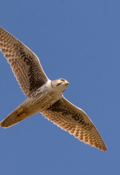 Prairie Falcon (Falco mexicanus) | U.S. Fish & Wildlife Service