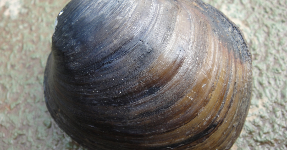 Pink Mucket (Lampsilis abrupta) | U.S. Fish & Wildlife Service