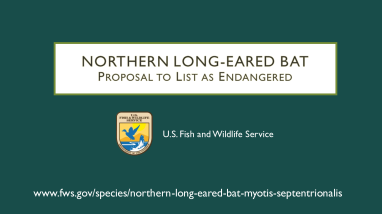 Northern Long-eared Bat Public Hearing Presentation Slides | FWS.gov