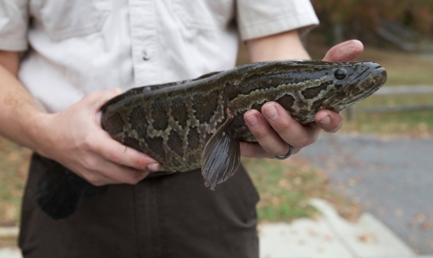 An invasive snakehead | FWS.gov