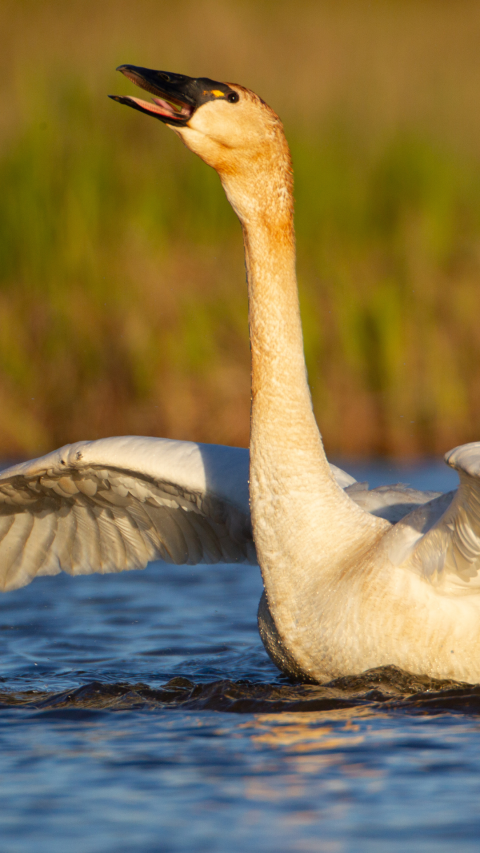 A tundra swan flaps its wings, raises its neck, and vocalizes as it floats along in shallow water.