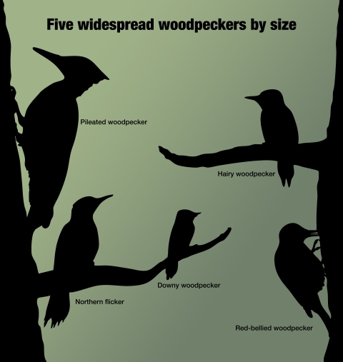 Five widespread woodpeckers by size featuring silhouettes of a pileated woodpecker (average of 17.6 inches tall), northern flicker (average of 11.6 inches tall), red-bellied woodpecker (average of 9.8 inches tall), hairy woodpecker (average of 8.7 inches tall) and downy woodpecker (average of 6.1 inches tall).