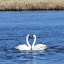 Trumpeter swans in a courtship display on Lower Red Rock Lake at Red Rock Lakes National Wildlife Refuge.