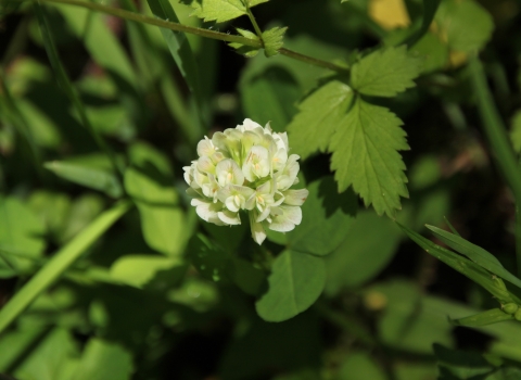 Running buffalo clover in bloom