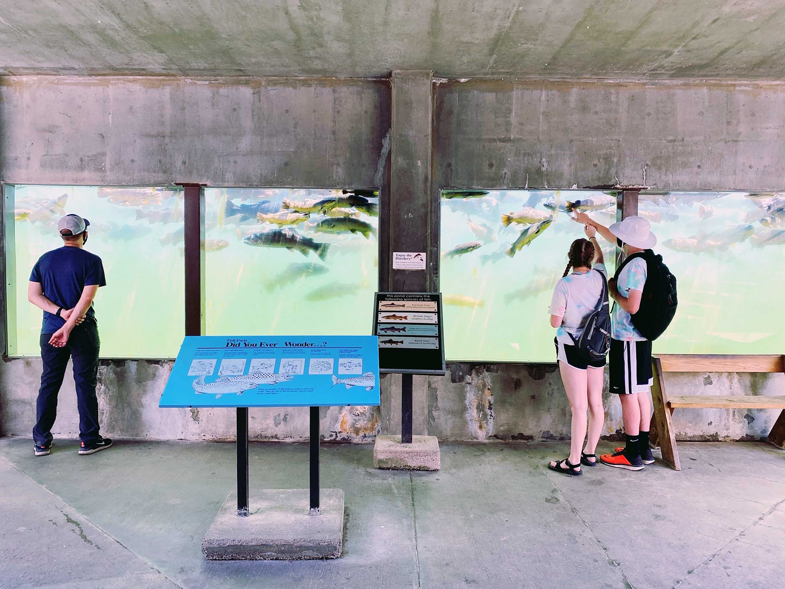 Visitors looking at fish in an aquarium at DC Booth Fish Hatchery | FWS.gov