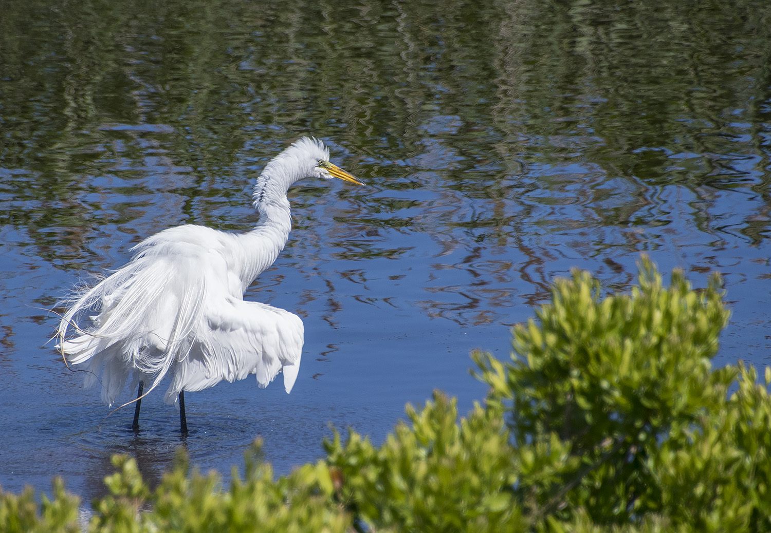 Image of egret in salt marsh